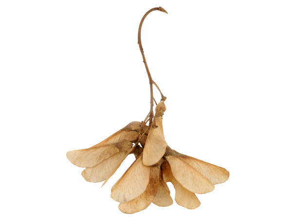 istock Dried maple seeds on a dry branch. Isolated on white. 898549570