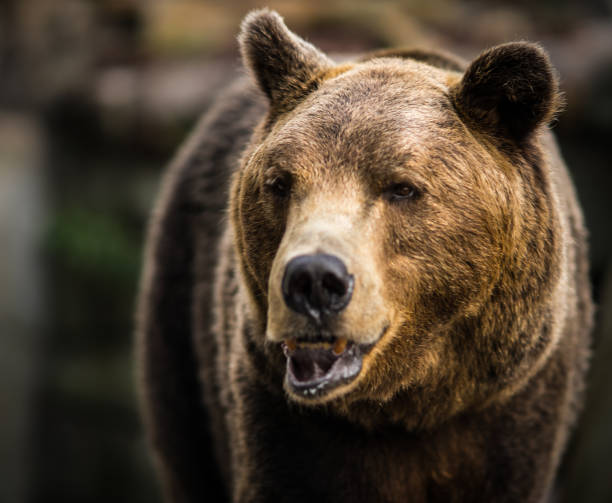 istock Close up image of  huge brown bear 898552100