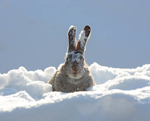 istock gray hare in the snow 898552102