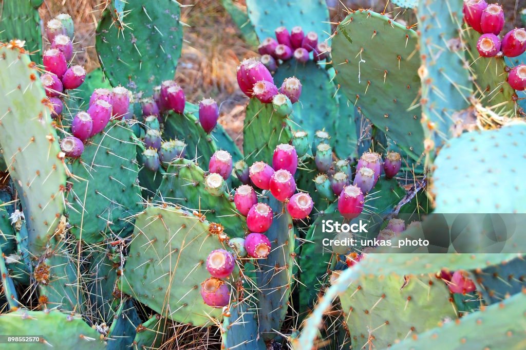 Planta de Opuntia con fruta - Foto de stock de Afilado libre de derechos