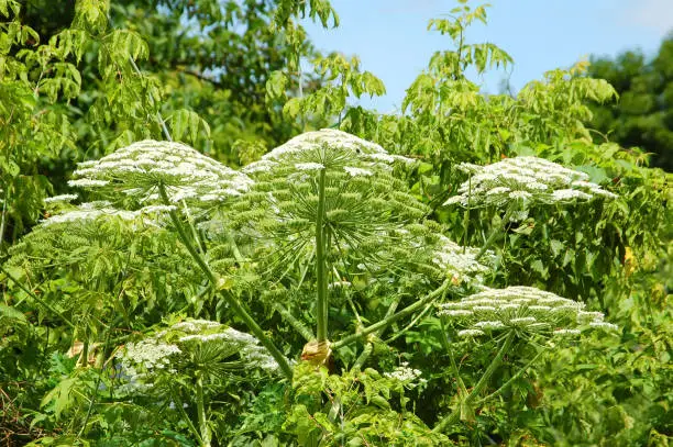 Green heracleum (cow-parsnip) plant in summer forest