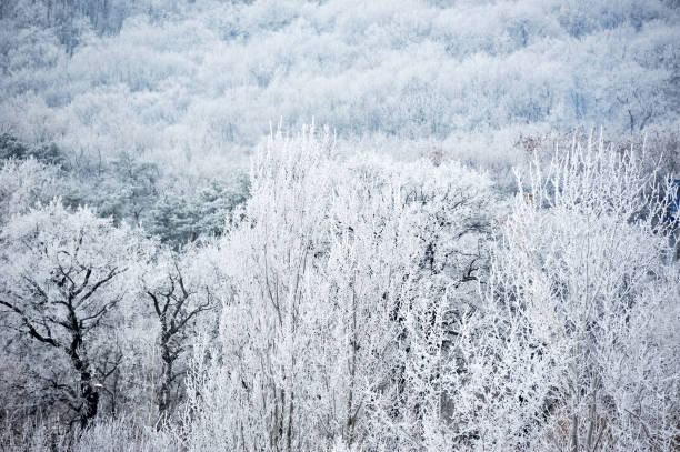 istock Winter forest in hoarfrost 898552766