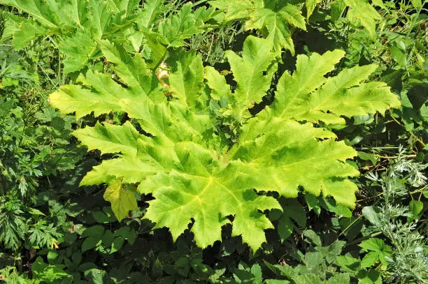 Green heracleum (cow-parsnip) plant in summer forest