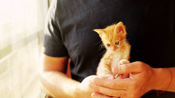 istock Men is holding little red kitten 898555850