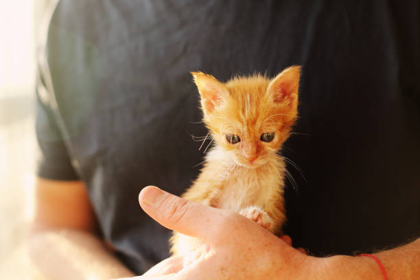istock Men is holding little red kitten 898555852