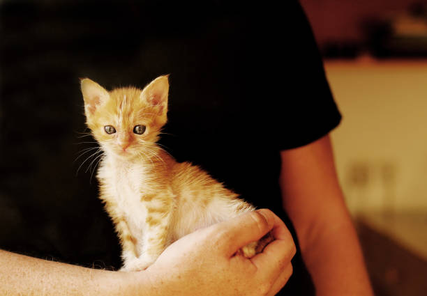 istock Men is holding little red kitten 898555854