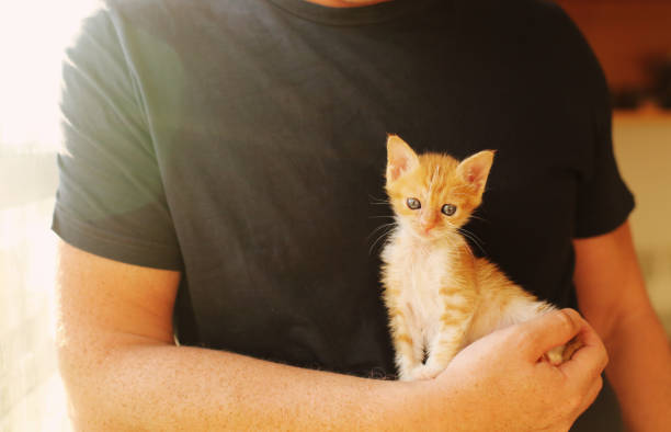 istock Men is holding little red kitten 898555860