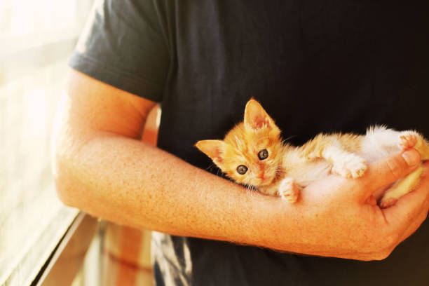 istock Men is holding little red kitten 898555862