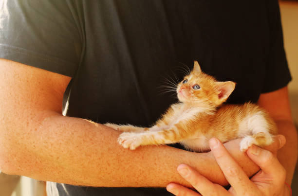 istock Men is holding little red kitten 898555866