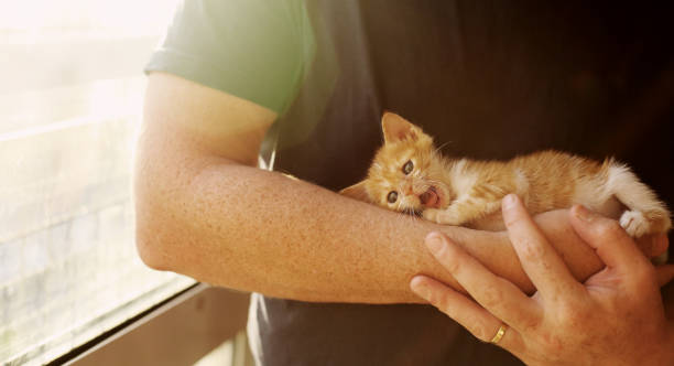 istock Men is holding little red kitten 898555870