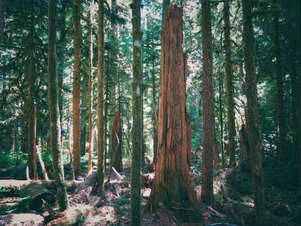 istock Washington Olympic National Park Large Tree Forest Pure Air 898556758