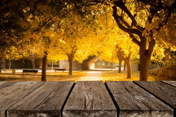 Empty rustic wooden table with golden autumn trees of a park at background. Predominant colors are gold and brown. Ideal for product display