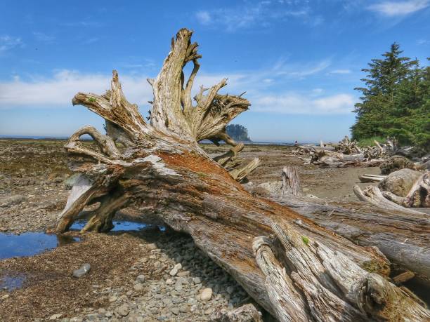 istock Dead Driftwood Tree, Washington Olympic National Park Coast 898559012