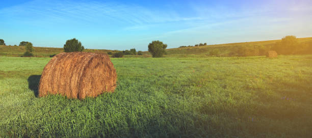 istock Field after harvesting.Straw bales at sunrise.Haystack.Vintage colors.Panoramic view.Green meadow. 898559306