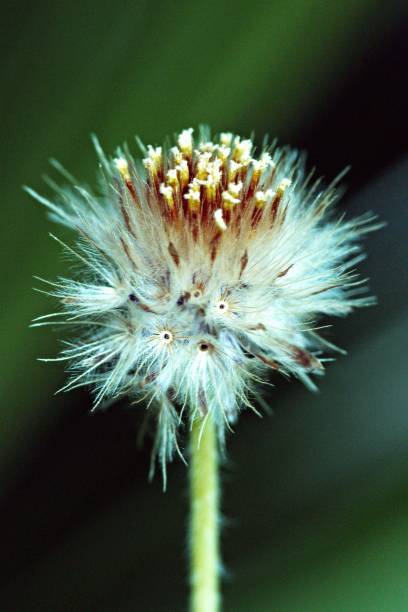 istock Close up wildflower on green background (vertical) 898559648