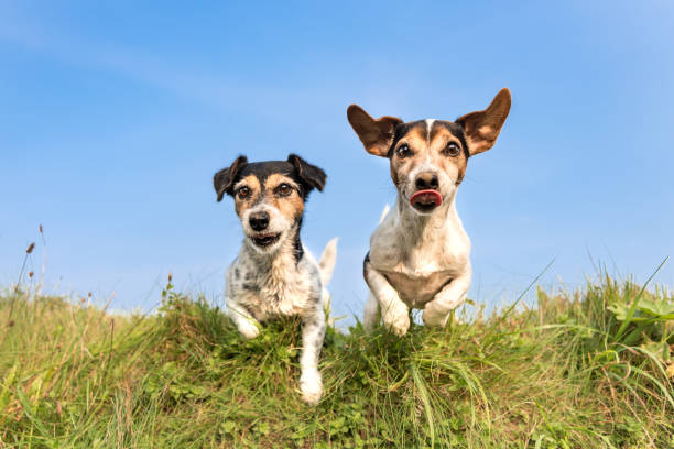 jack russell 8 and 10 years old - hair style: broken and smooth - two little cute hunting dogs running and jumping joyfully over an obstacle in a meadow against a blue sky - two dogs imagens e fotografias de stock