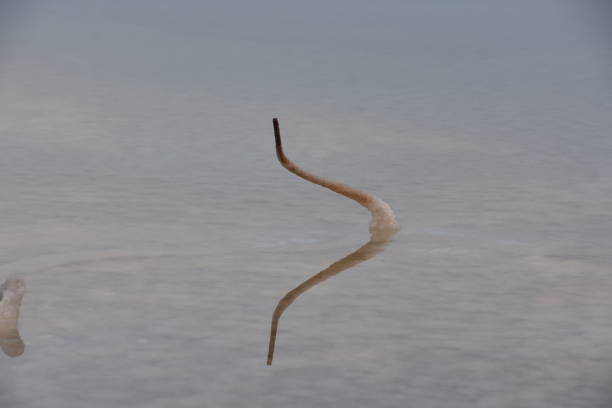 istock Salt accumulation in the Dead Sea, Israel 898563398