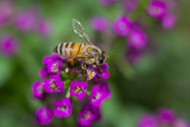 istock Bee on Alyssum flowers, 898563830