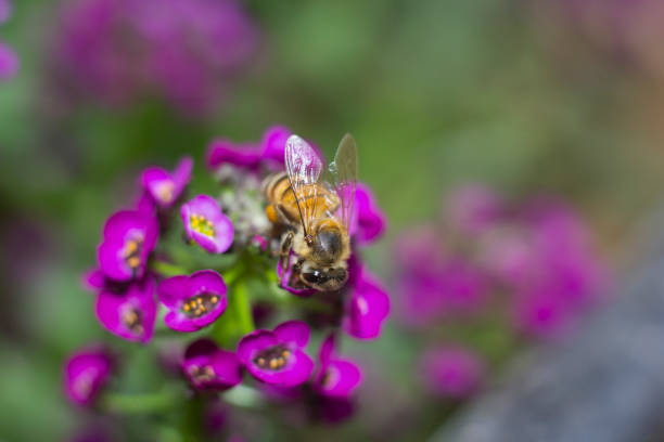 istock Bee on Alyssum flowers, 898563986