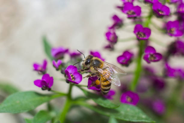 istock Bee on Alyssum flowers, 898566260