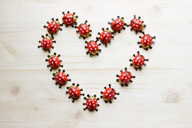 love, heart formed with chocolate ladybugs on bright wood