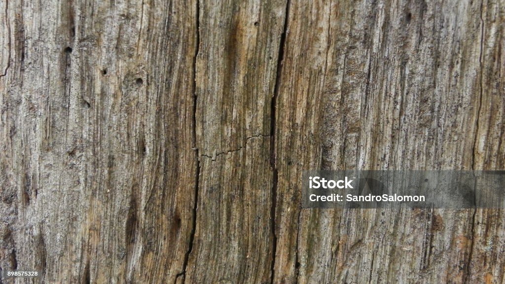 Bark Texture Example Image Botany Tree Bark Texture Stock Photo - Download Image Now - Backgrounds ...