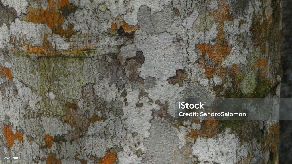 Bark Texture Example Image Botany Tree Bark Texture Stock Photo - Download Image Now - Backgrounds ...