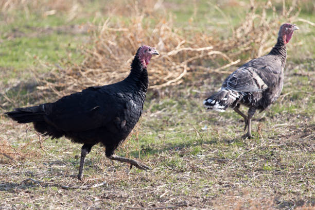 istock farm turkeys outdoors 898578034