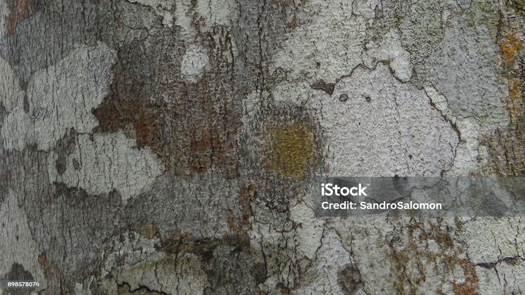 Bark Texture Example Image Botany Tree Bark Texture Stock Photo - Download Image Now - Backgrounds ...