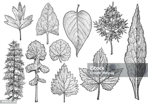 Group Of Leaves Illustration Drawing Engraving Ink Line Art Vector Stock Illustration - Download Image Now