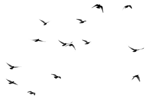 istock flock of pigeons on a white background 898578862