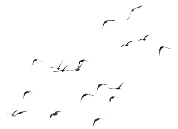 istock flock of pigeons on a white background 898578972