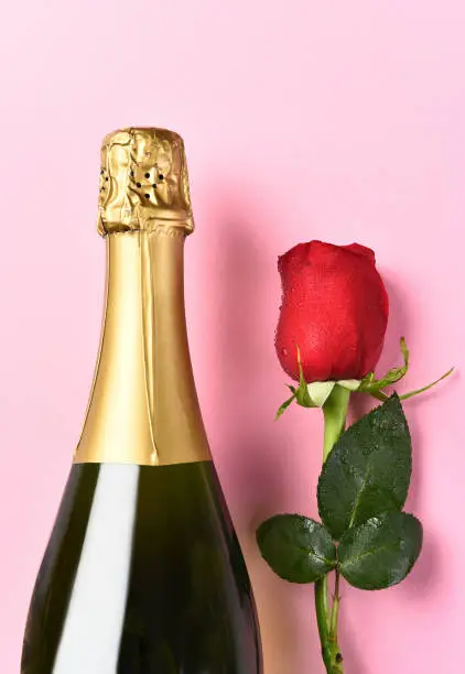 Closeup of a bottle of champagne and a single red rose against a pink background.