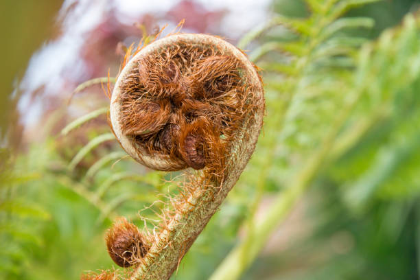 Close up of bright green bracken uncurling
