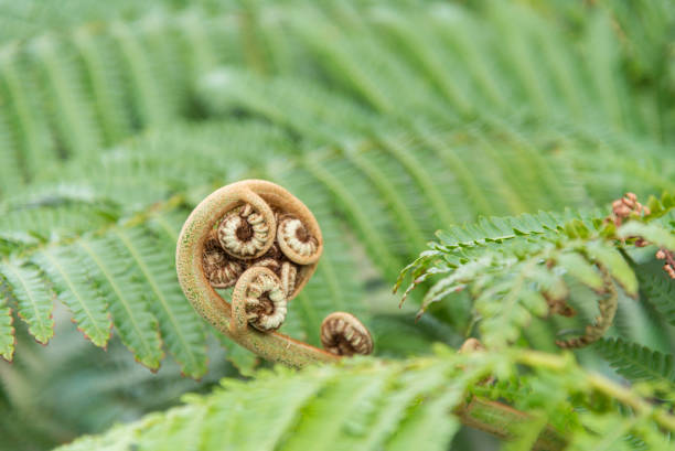 istock tree fern young leaf spiral - lat. Cyatheales 898581380