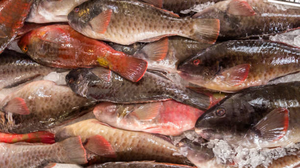 istock parrotfish fish - fresh in ice on market 898582124