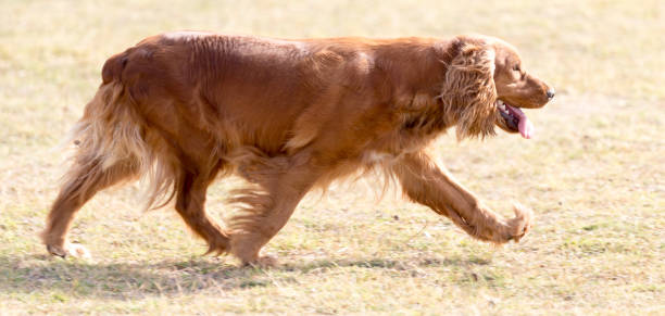 istock red dog on the nature 898582208