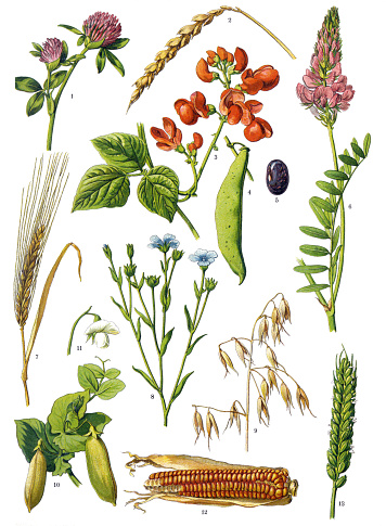 Antique illustration of a Medicinal and Herbal Plants. 