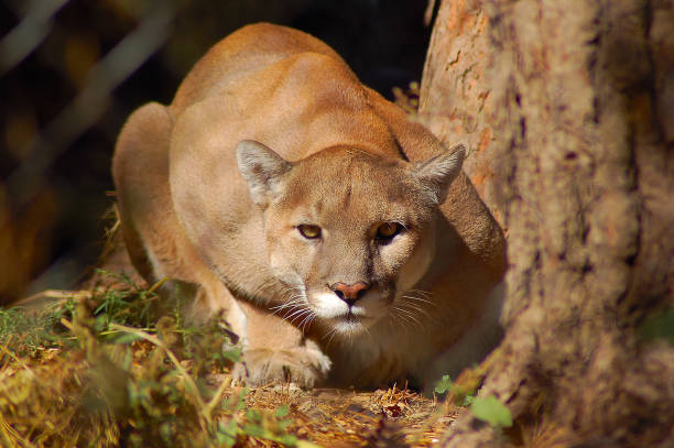 Crouching Mountain Lion A mountain lion crouches down on the ground in warm afternoon light. panthers stock pictures, royalty-free photos & images