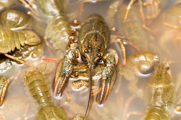 istock Live crayfish in the water as a background 898586912