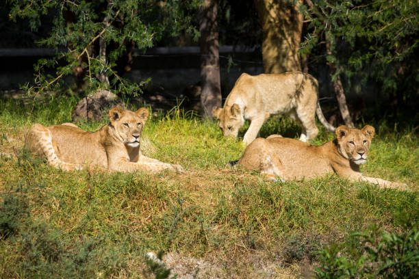 istock Young lions on the grass 898589866