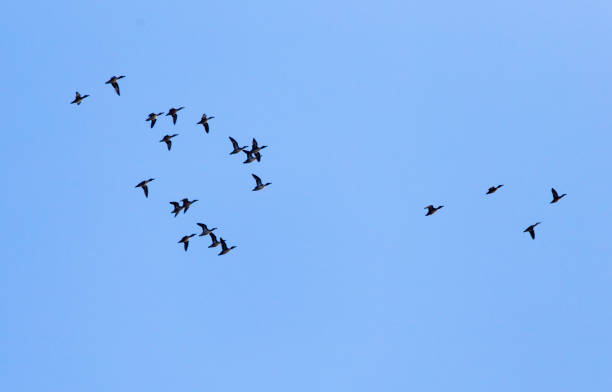 istock flock of birds in the sky 898589982