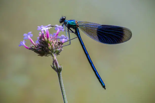 Photo of Banded Demoiselle perched on a purple flower