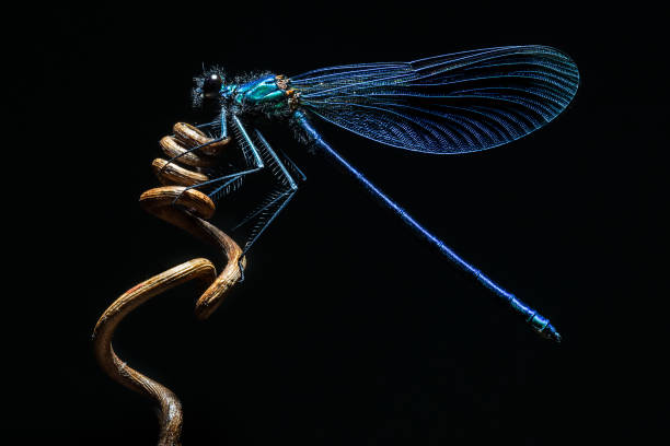istock Banded Demoiselle perched on a vine twig 898590106