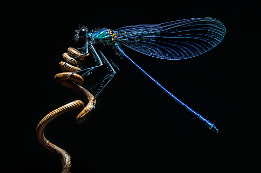 The banded demoiselle is perched on a vine twig with a plain dark background