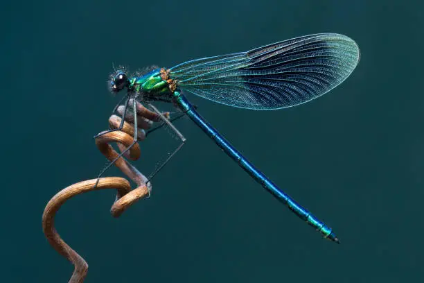 The banded demoiselle is perched on a vine twig with a plain  blue background