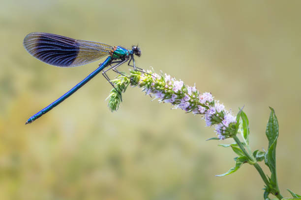 istock Banded Demoiselle perched on a mint flower 898590144