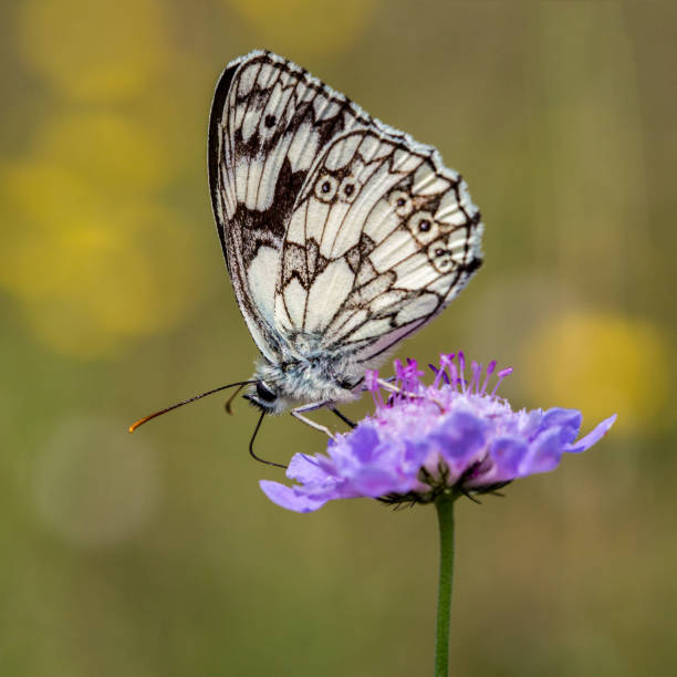 istock A Marbled White Butterfly perched on a purple Scabious flower 898590278