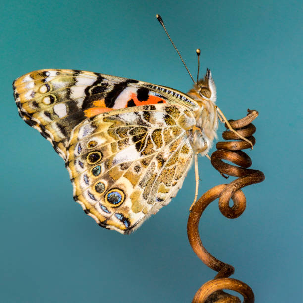 istock Painted Lady Butterfly perched on a vine twig with a plain blue background 898592648