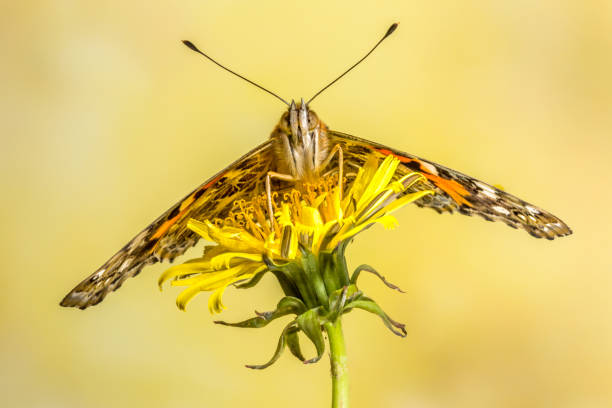 istock Painted Lady Butterfly perched on a yellow dandelion flower with a plain background 898592666